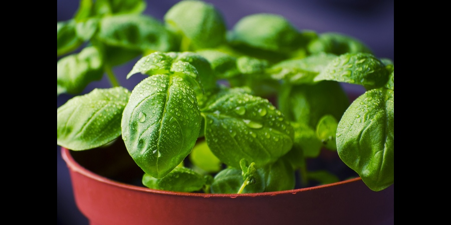 basil indoor plant
