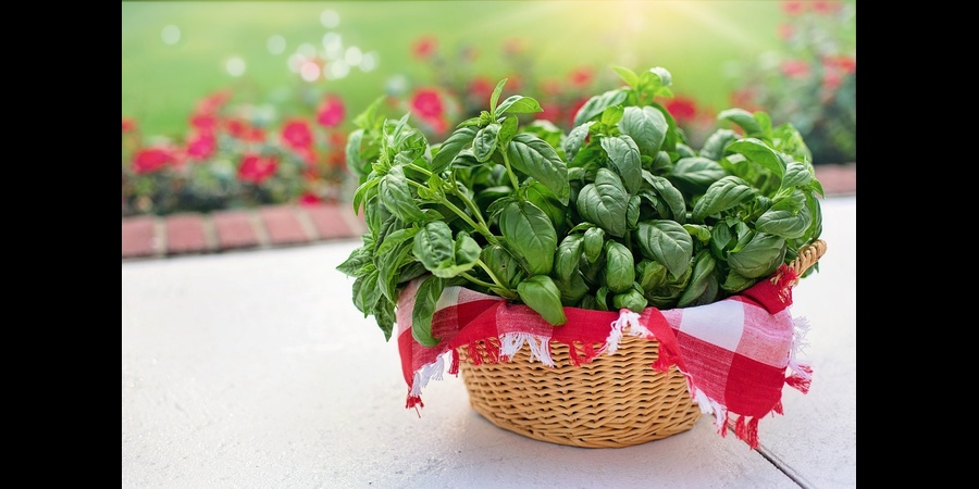 genovese basil plant