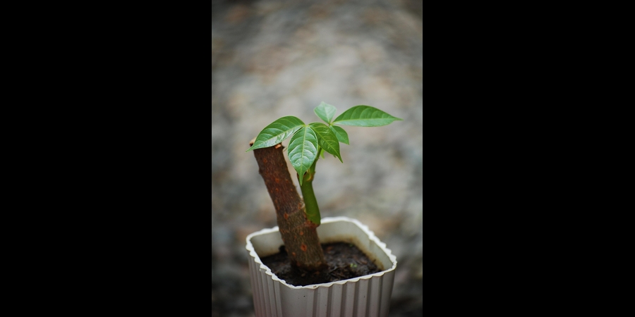 propagating basil indoor