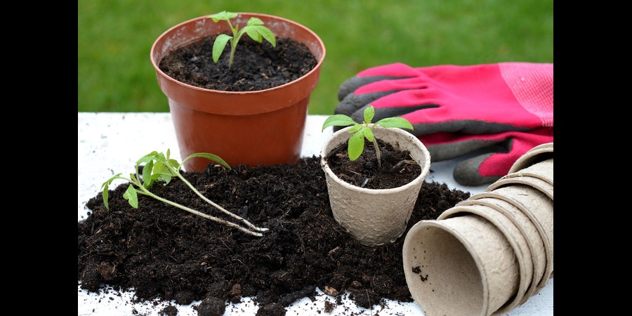 repotting basil plant