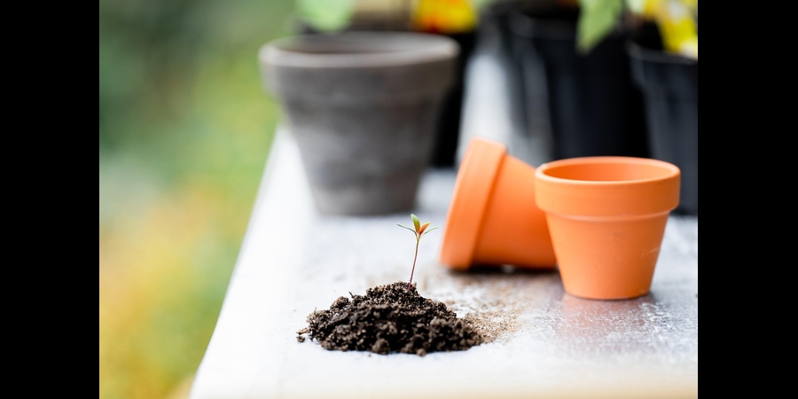 container required for basil plant