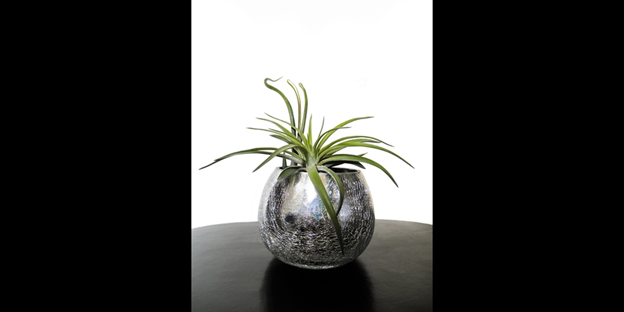 Tillandsia