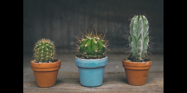 Cacti