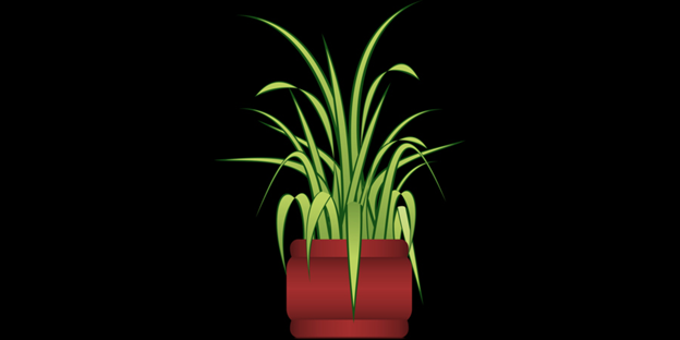 Spider Plant 