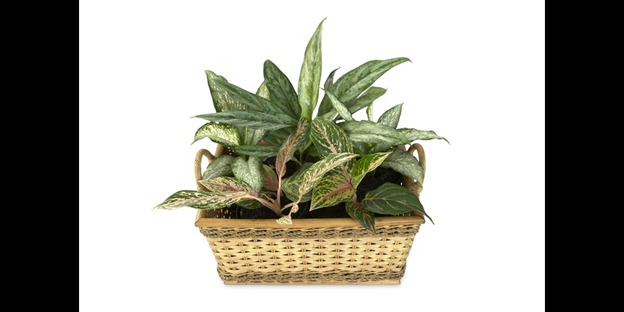 Wishes of Aglaonema