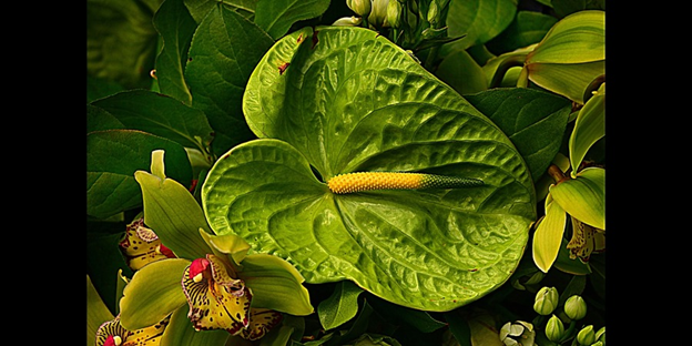 Crystal Anthurium