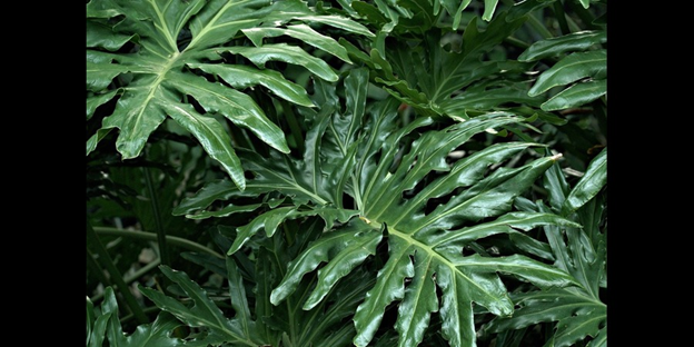 Creeping Velvet Philodendron