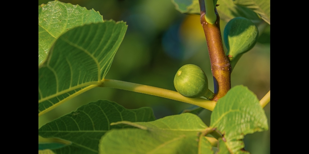 Fiddle-Leaf Fig