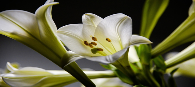 Peace Lily Plant