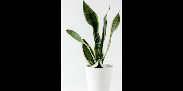 Snake Plant