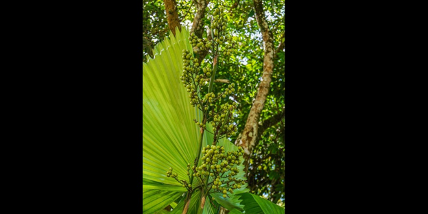 Ruffled Fan Palm