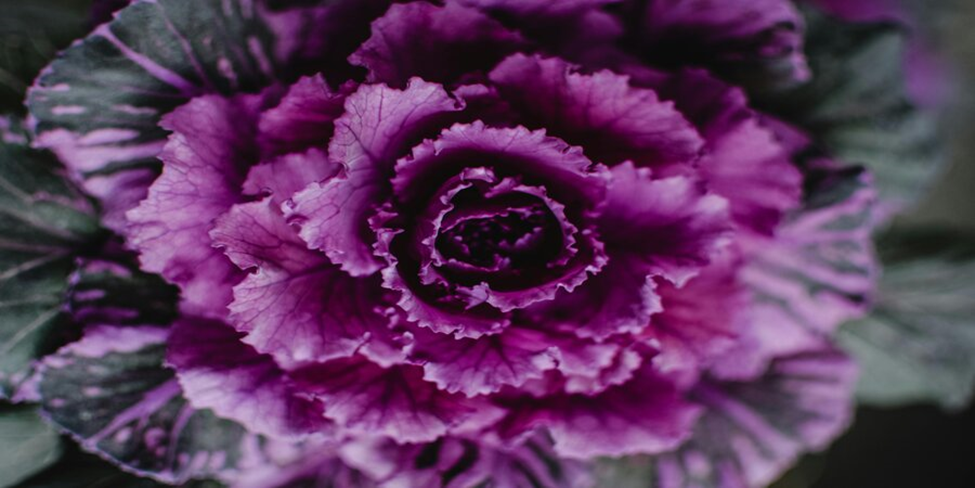 purple indoor plants. this purple cabbage plant