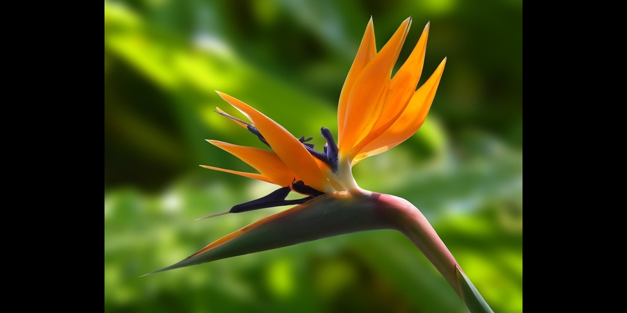 strelitzia indoor plant