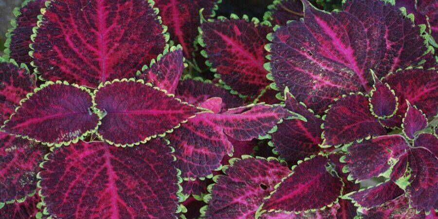 purple indoor plants